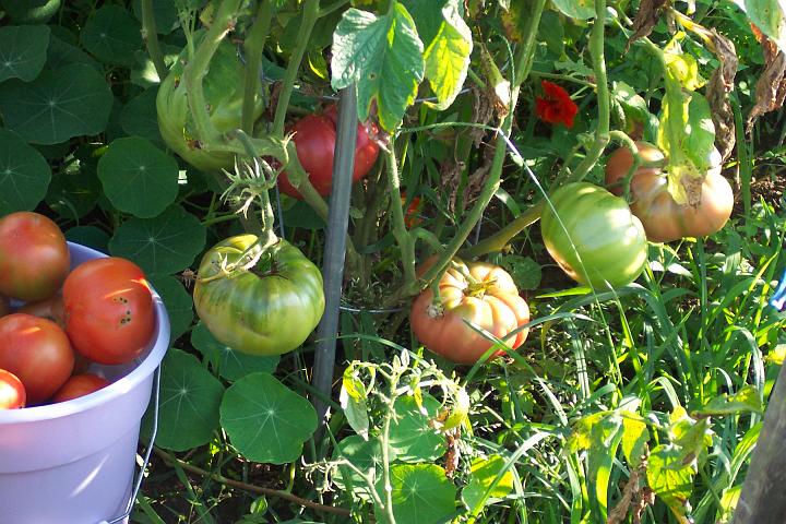 My tomatoes 104.jpg